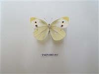 藏品(白粉蝶)的圖片